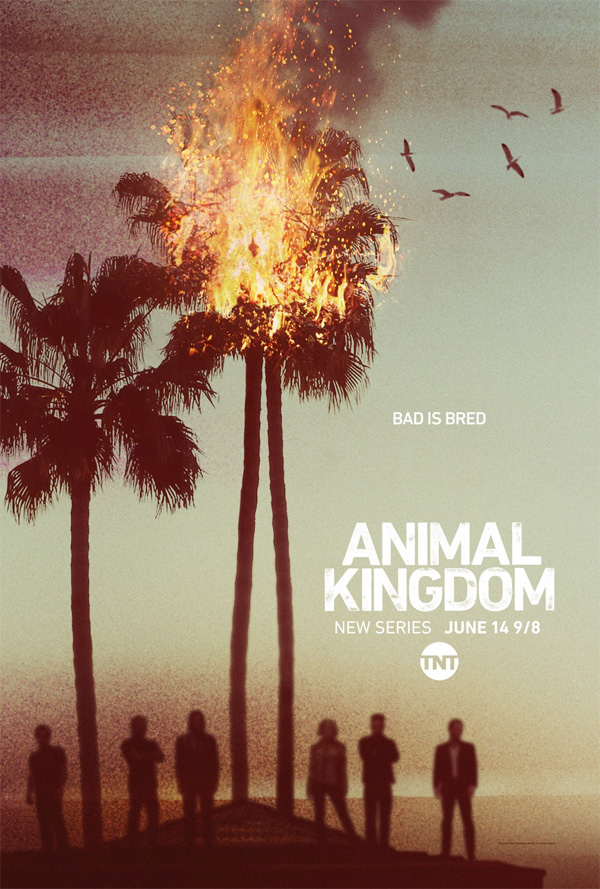 Serie TV Animal Kingdom immagine di copertina